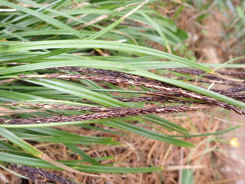 Image of Carex uncinata by (c) Leon Perrie, some rights reserved (CC BY)