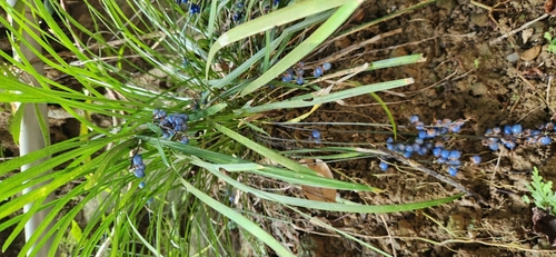 Lilyturf (Liriope graminifolia)