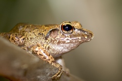 Rio Uaupes Robber Frog photo 1