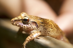Rio Uaupes Robber Frog photo 3
