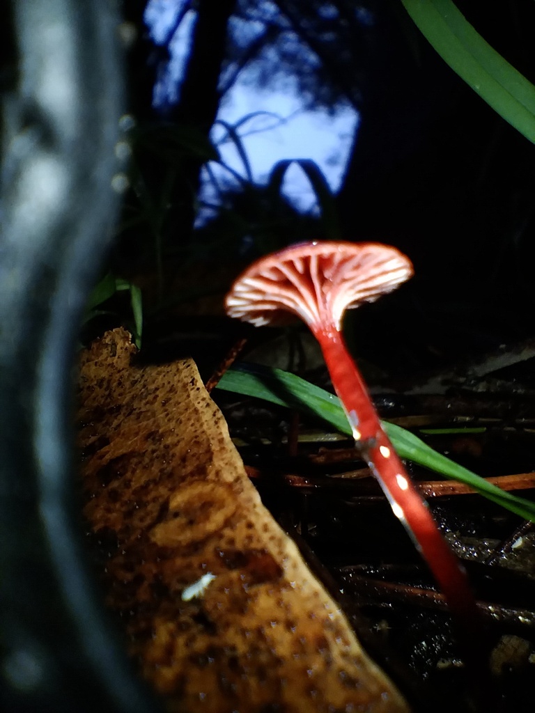 Cruentomycena viscidocruenta · March 2025 · photo: © sofiazed1 (iNaturalist, cc-by)