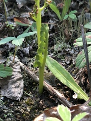 Botrychium spathulatum