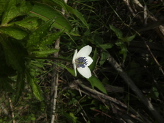 Eriocapitella rivularis