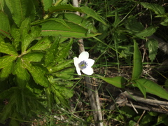 Eriocapitella rivularis