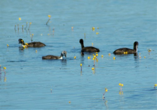 American Coot photographed in Minnesota