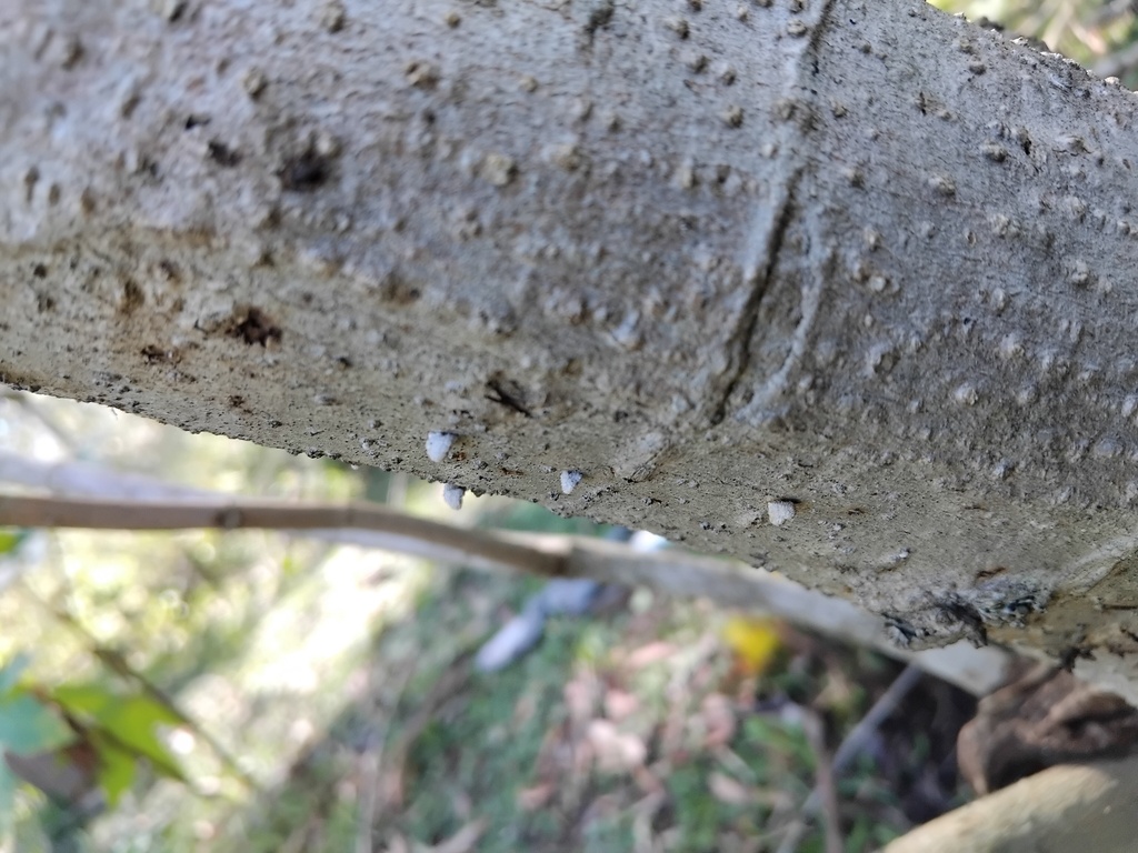 Schizophyllum commune · March 2025 · photo: © sofiazed1 (iNaturalist, cc-by)