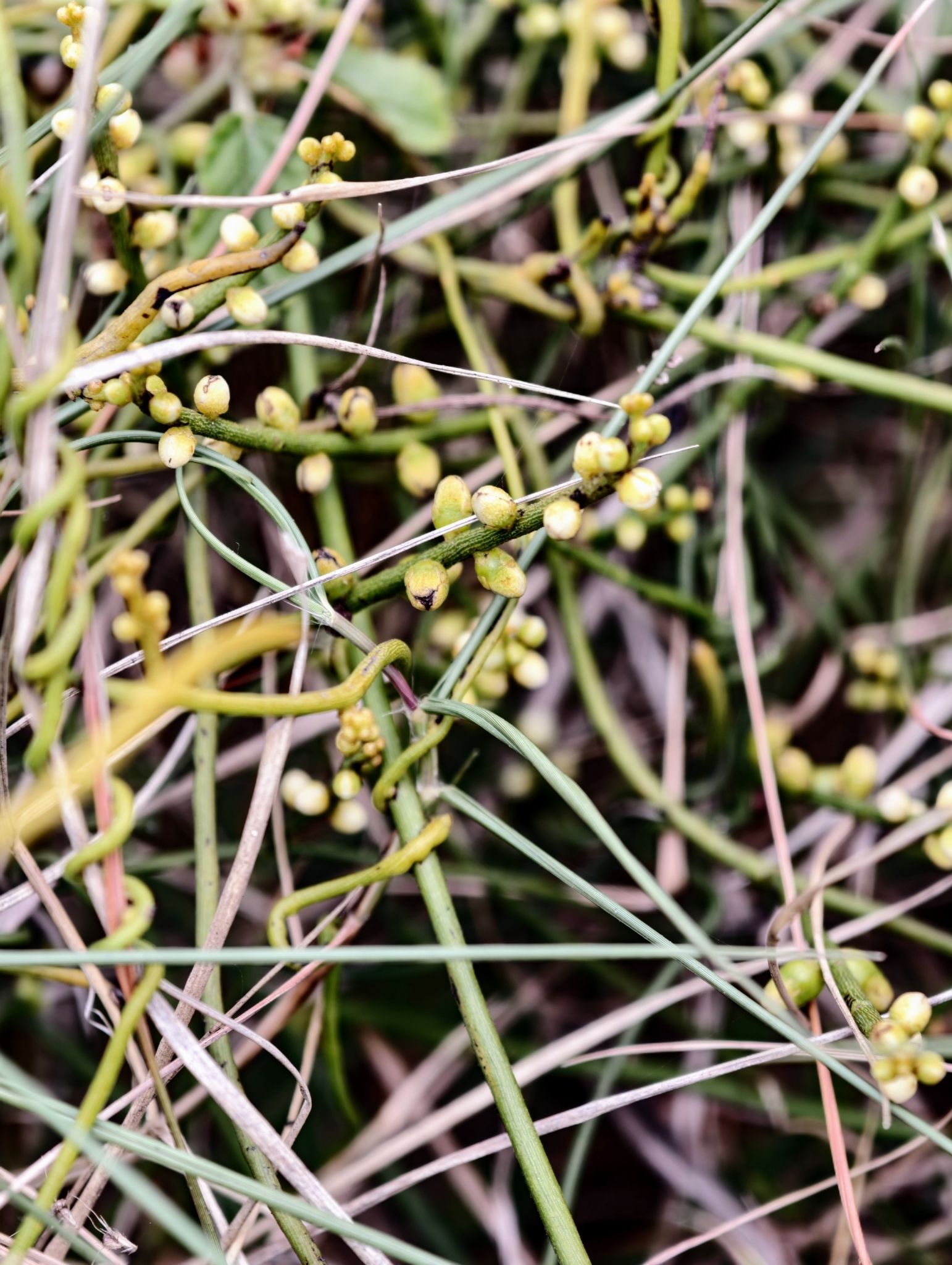 Cassytha filiformis (Cassytha filiformis)
