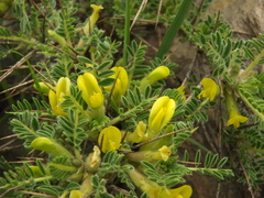 Astragalus grahamianus