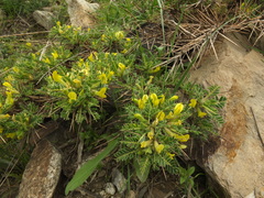 Astragalus grahamianus