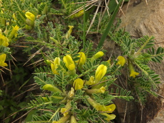Astragalus grahamianus