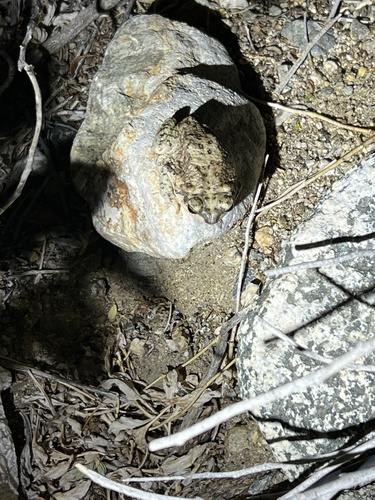 iNaturalist observation photo of Red-spotted Toad