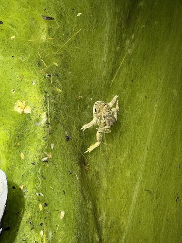 iNaturalist observation photo of Red-spotted Toad