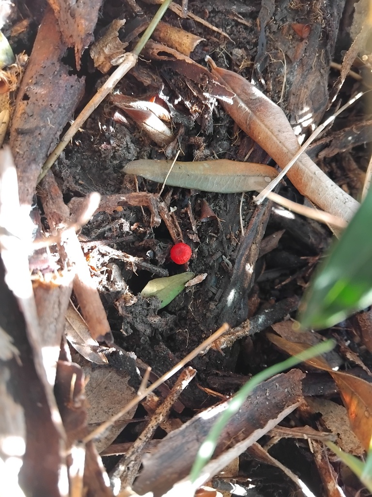 Cruentomycena viscidocruenta · March 2025 · photo: © sofiazed1 (iNaturalist, cc-by)