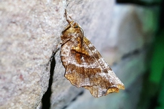 Selenia alciphearia