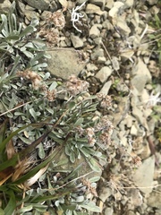 Antennaria friesiana