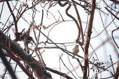 Vireo leucophrys