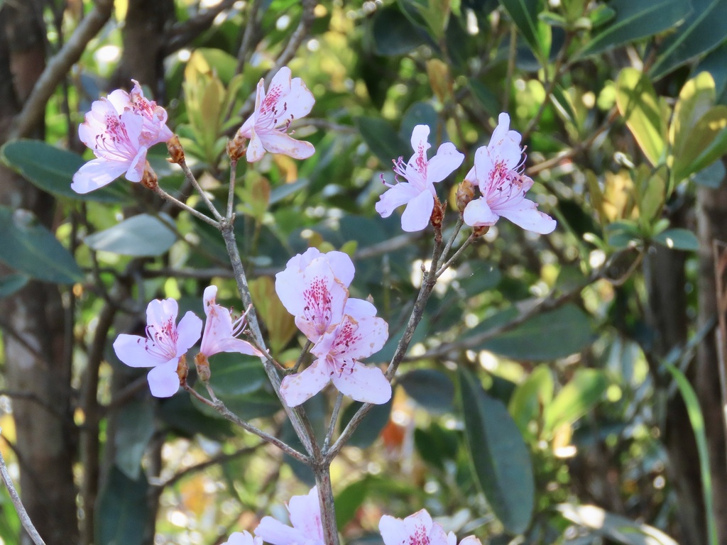 Rhododendron farrerae; photograph (c) Toby Y, some rights reserved (CC BY)
