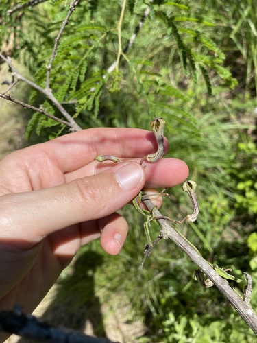Ceropegia carnosa
