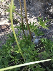 Delphinium polycladon