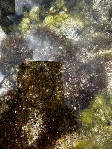 Coelothrix irregularis observed 2025-03-20