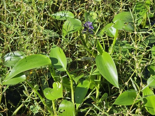 Pontederia cyanea observed 2025-03-22