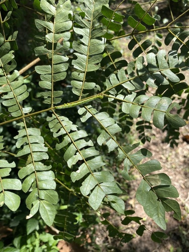 Foto de Albizia