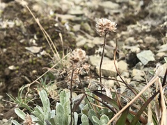 Antennaria friesiana