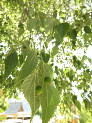 Celtis tetrandra