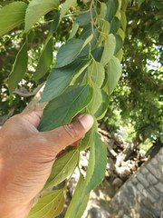 Celtis tetrandra
