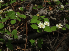 Cotoneaster nummularius