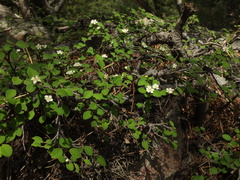 Cotoneaster nummularius