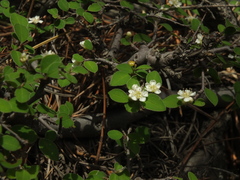 Cotoneaster nummularius