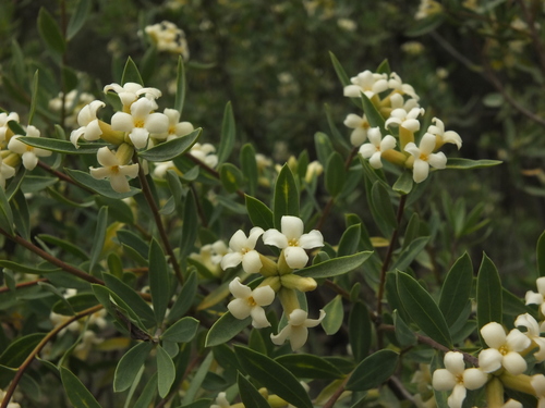 Daphne mucronata, photograph 4