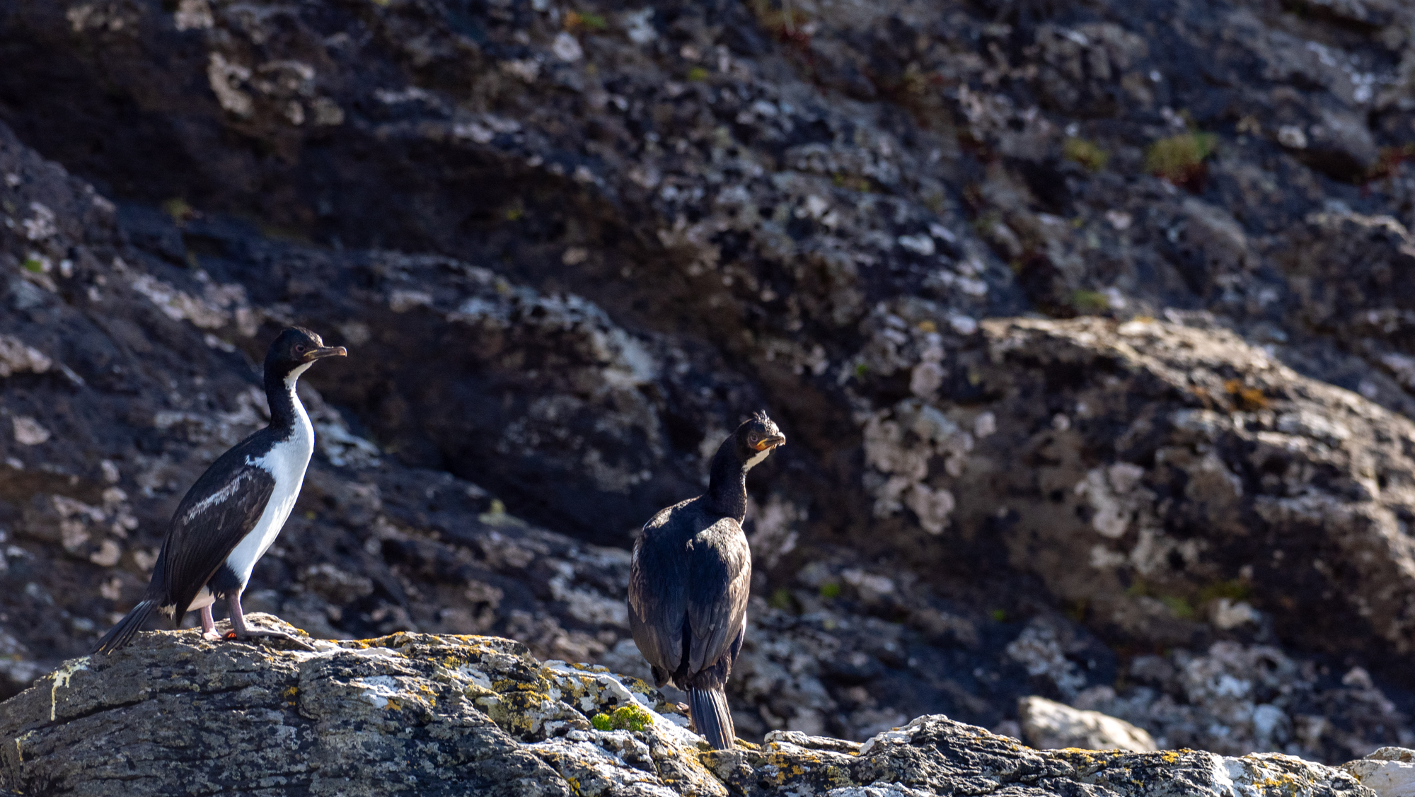 Auckland Shag (Leucocarbo colensoi), photo 4