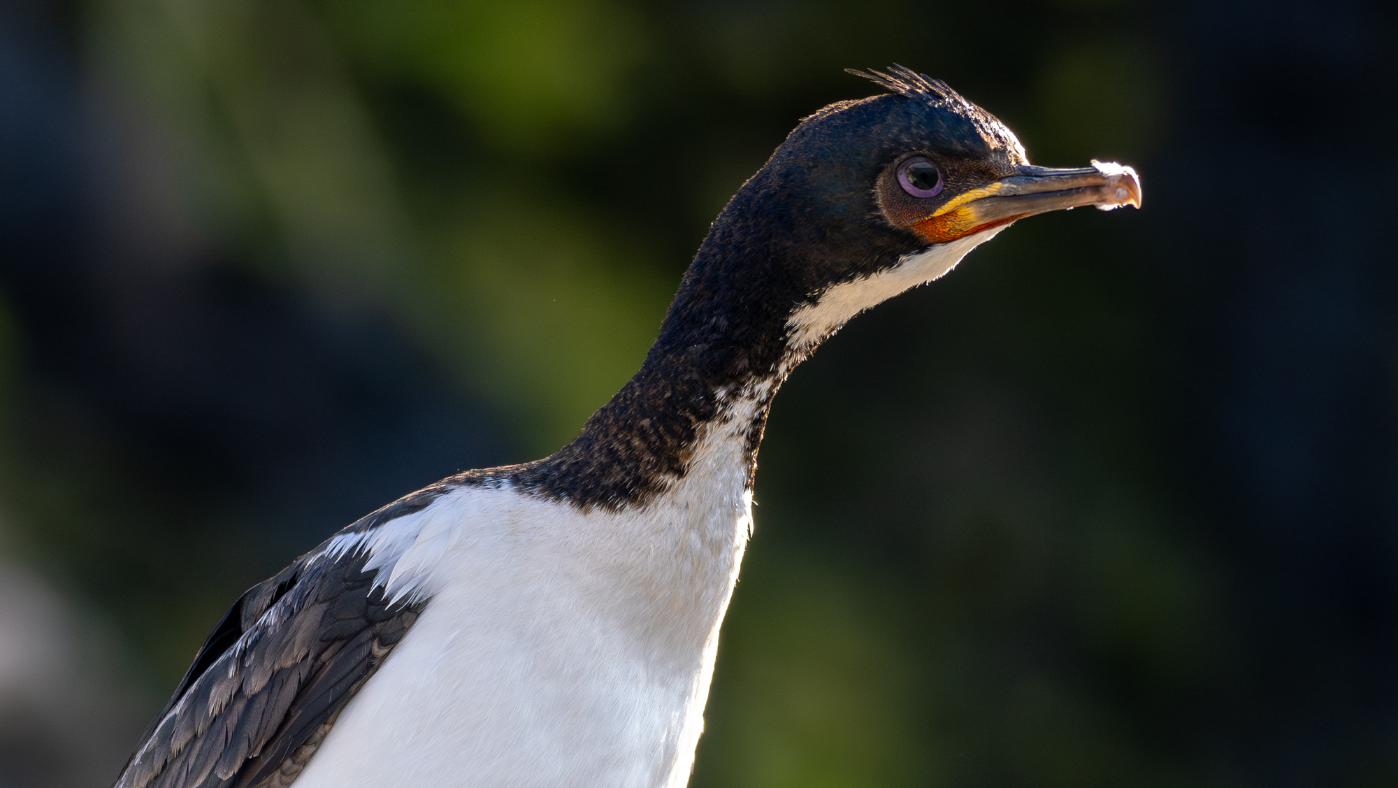 Auckland Shag (Leucocarbo colensoi), photo 3