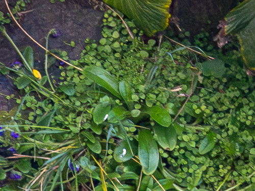 Myosotis capitata, 2025-01-01