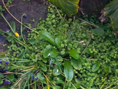 (c) Genevieve Early, some rights reserved (CC BY) Myosotis capitata, photograph (c) Genevieve Early, some rights reserved (CC BY)