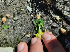 Moraea galaxia