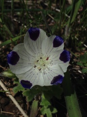 Nemophila maculata