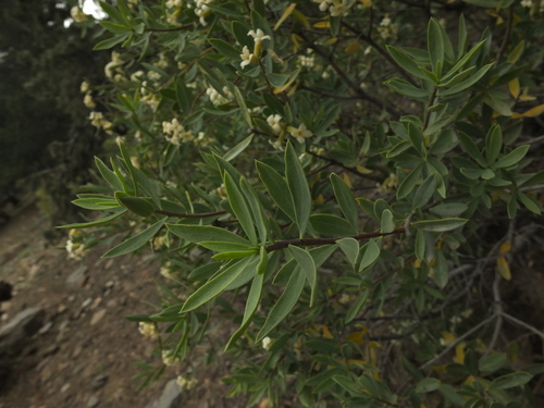 Daphne mucronata, photograph 5
