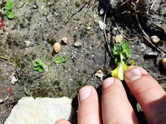 Moraea galaxia