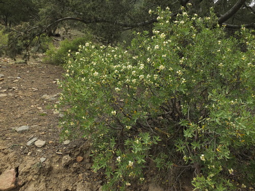 Daphne mucronata, photograph 6