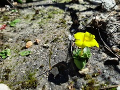Moraea galaxia