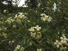 Daphne mucronata
