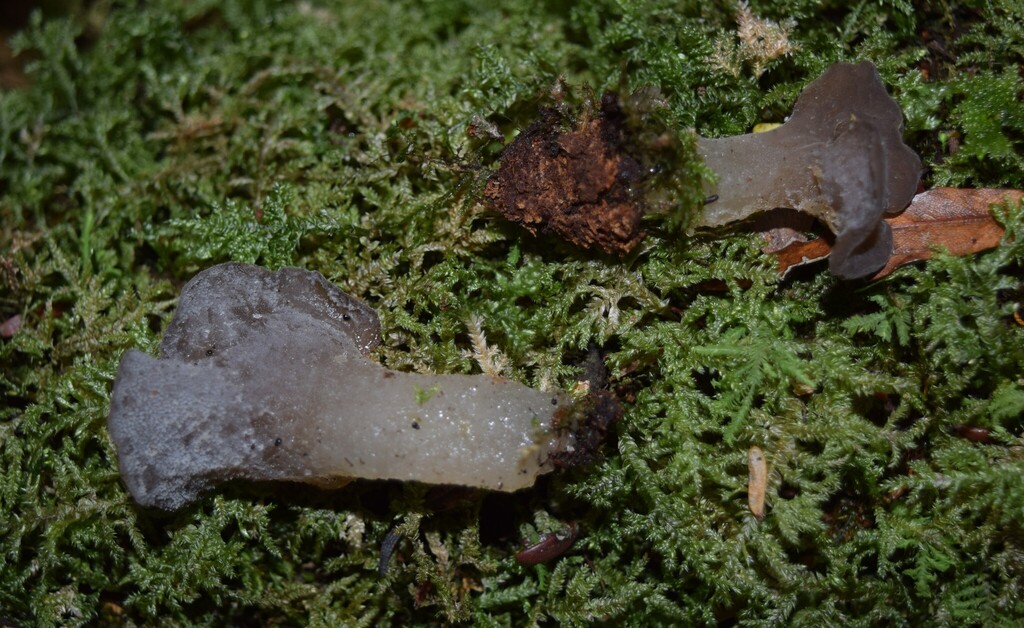 Pseudohydnum totarae