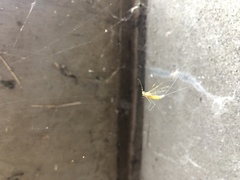 Ephemeroptera