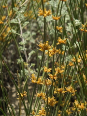 Ephedra gerardiana