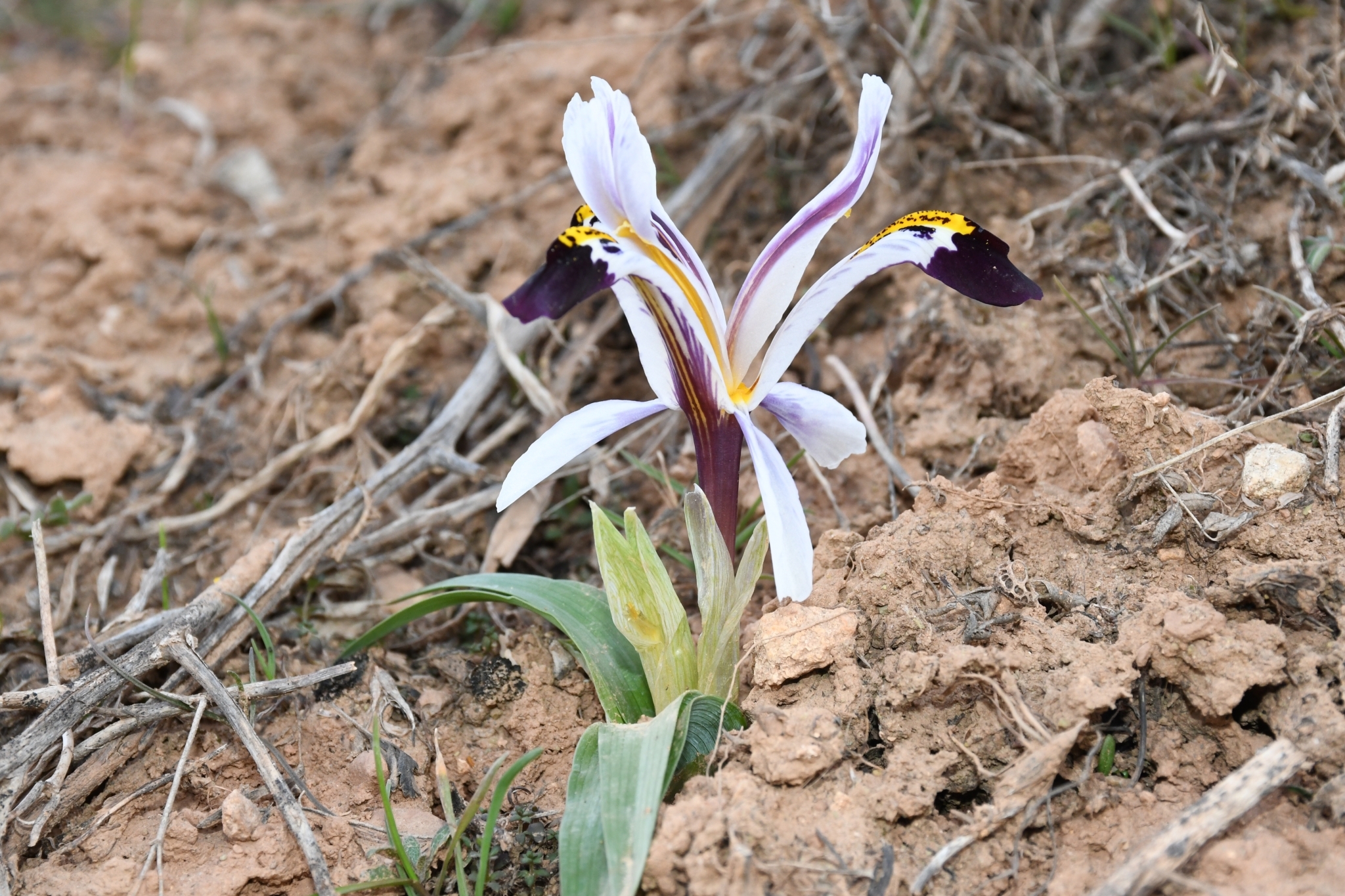 Imagem de Iris-da-praia