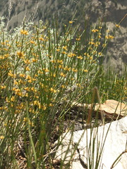 Ephedra gerardiana