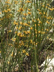 Ephedra gerardiana